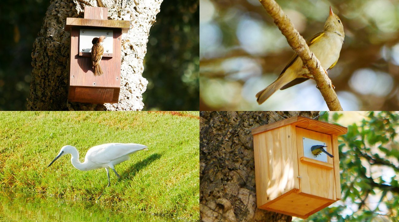 El gorrión común, el mosquitero papialbo, la garceta común y el herrerillo, cuatro de las 54 especies censadas en el Real Club de Golf Sotogrande (foto © Sergio Tirado / Real Club de Golf Sotogrande)